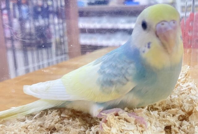 セキセイインコ