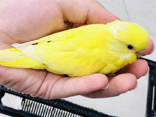 セキセイインコ