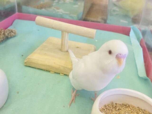 セキセイインコ