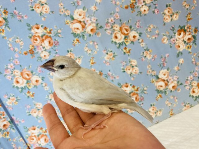 シルバー文鳥