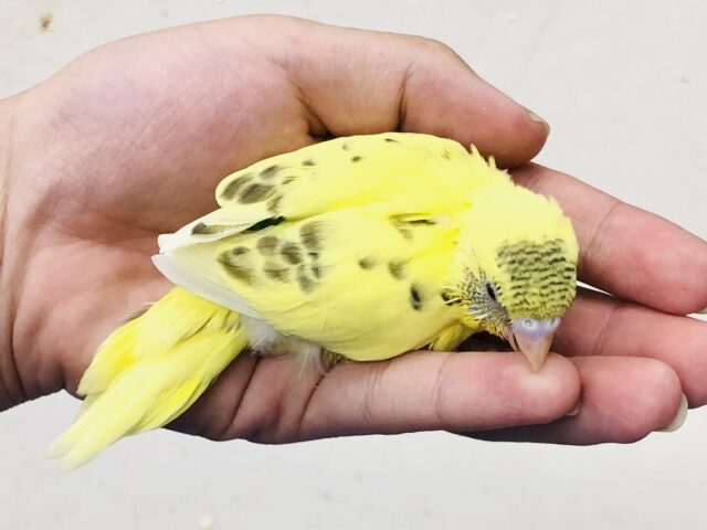 セキセイインコ