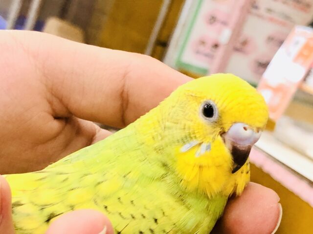 セキセイインコ