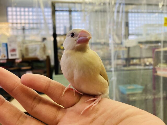 シナモン文鳥