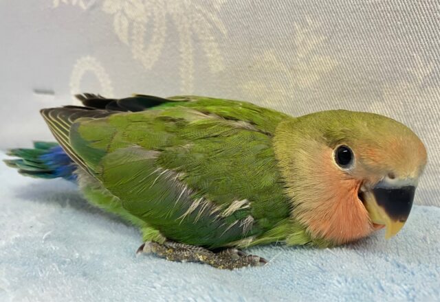 コザクラインコ（小桜インコ）