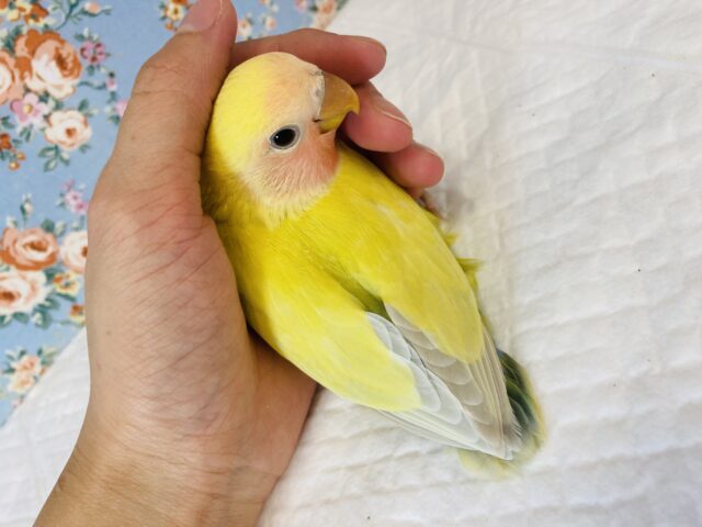 コザクラインコ（小桜インコ）