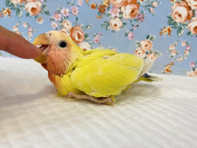 コザクラインコ（小桜インコ）
