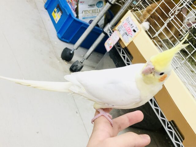 オカメインコ