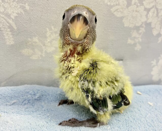 コザクラインコ（小桜インコ）