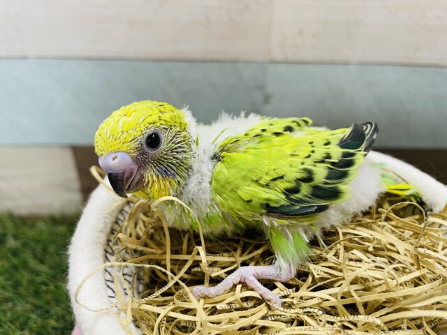 セキセイインコ