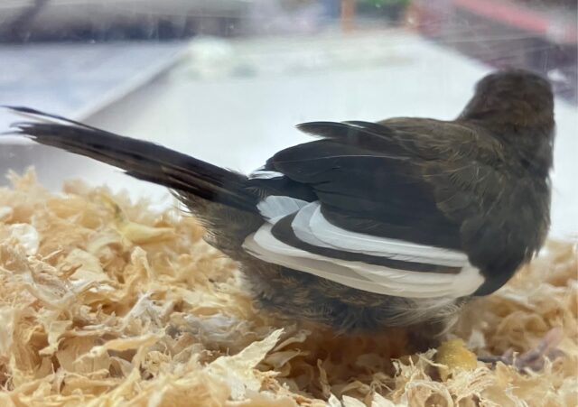 十姉妹（ジュウシマツ）