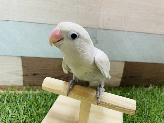 シロボタンインコ