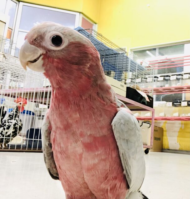 モモイロインコ