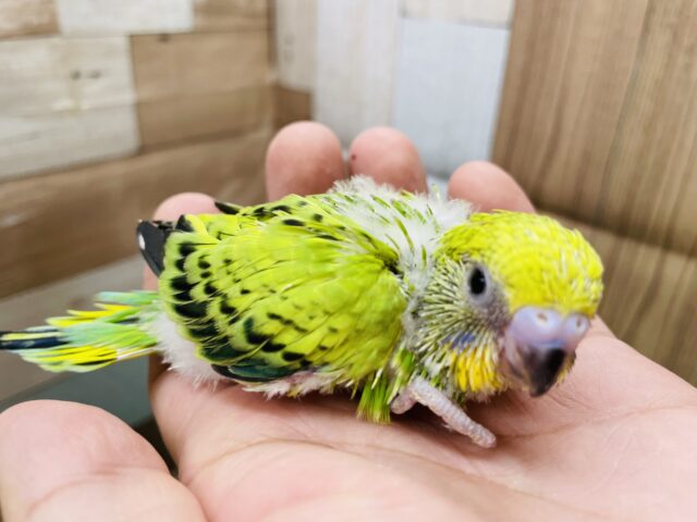 セキセイインコ