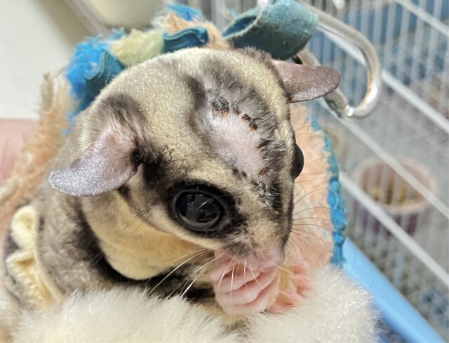 フクロモモンガ