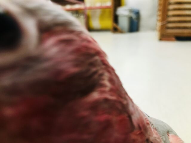 モモイロインコ