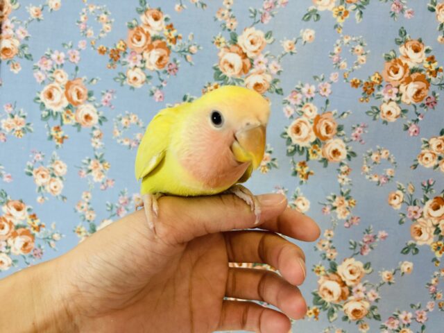 コザクラインコ（小桜インコ）