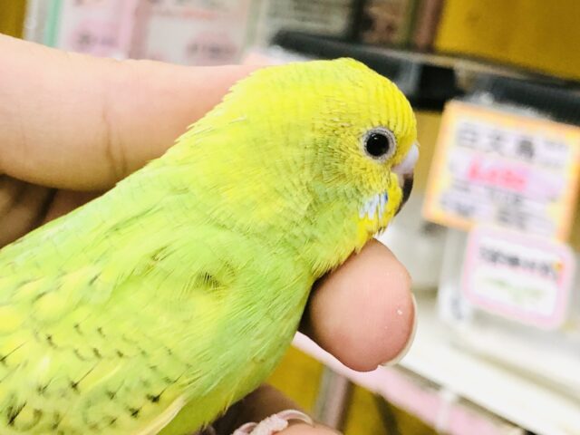セキセイインコ