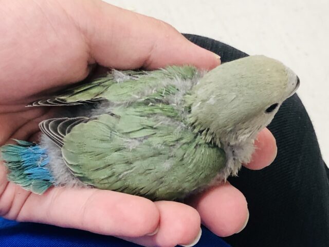 コザクラインコ（小桜インコ）