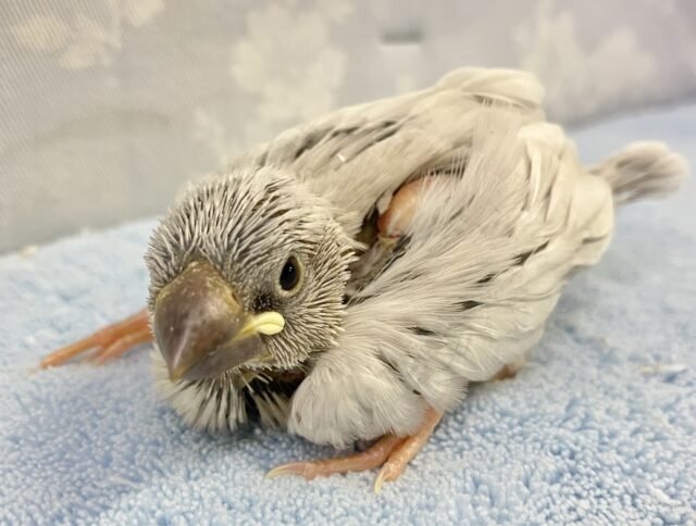 ❣️最新画像❣️凛々しいお顔!?シルバー文鳥 2023年9月生まれ シルバー文鳥