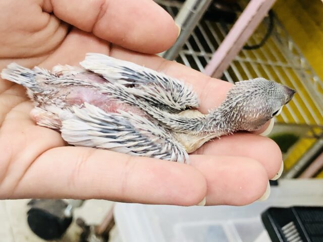 シルバー文鳥