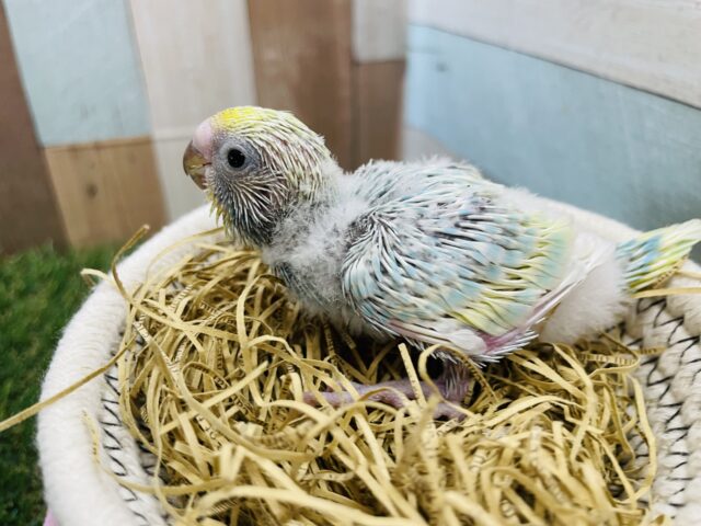 セキセイインコ