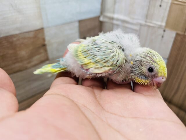 セキセイインコ