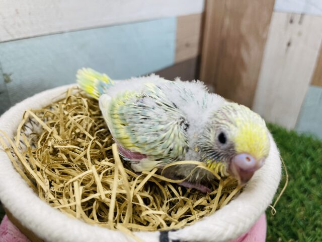 セキセイインコ