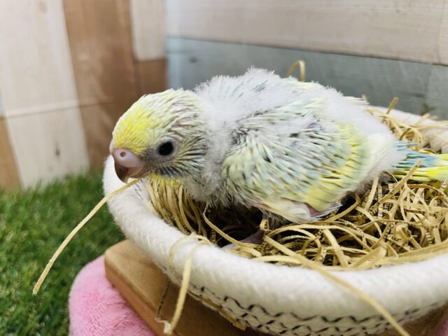 セキセイインコ