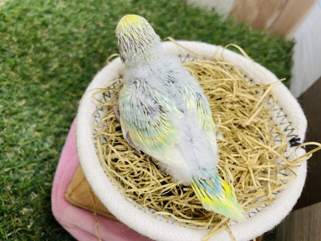 セキセイインコ