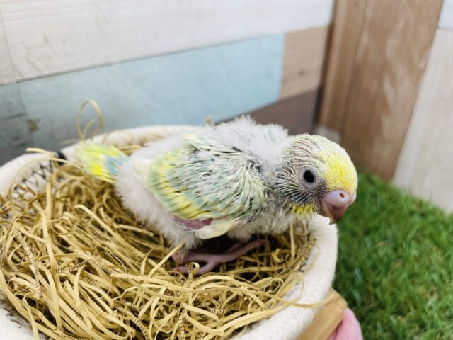 セキセイインコ