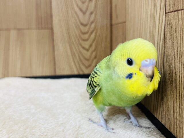 セキセイインコ