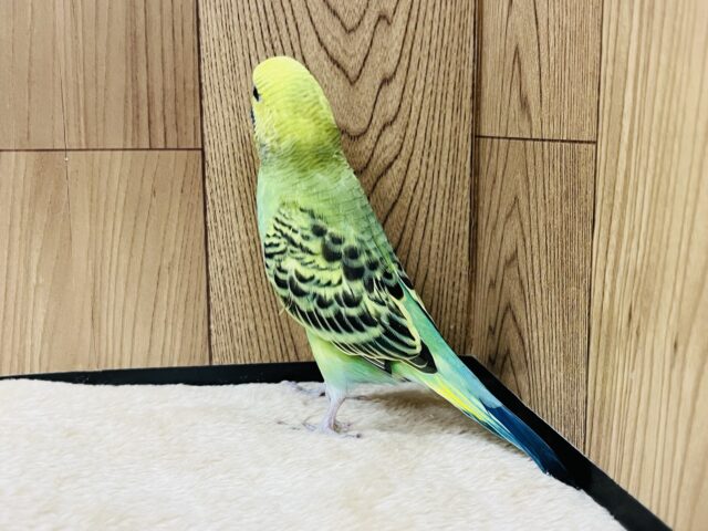 セキセイインコ