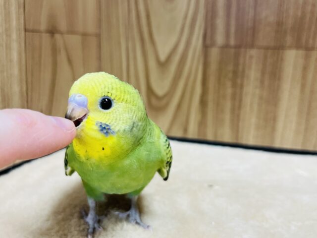 セキセイインコ