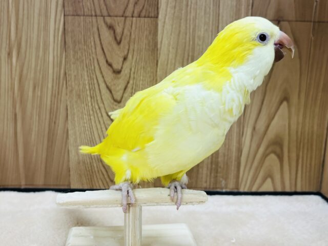 オキナインコ