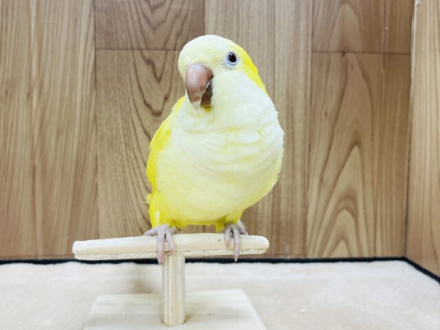 オキナインコ