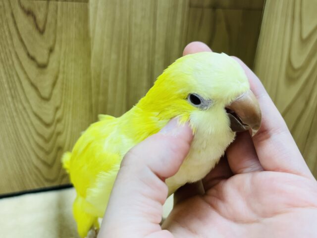オキナインコ