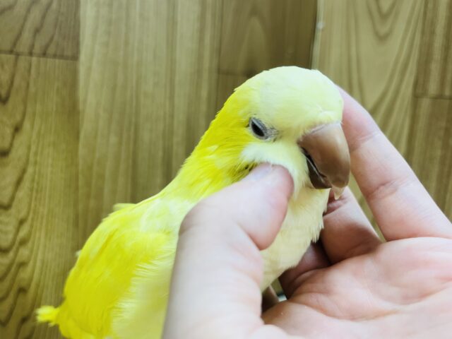 オキナインコ