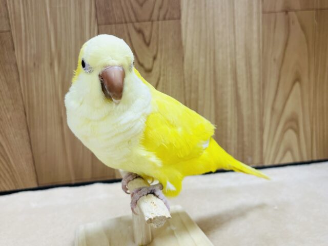 オキナインコ