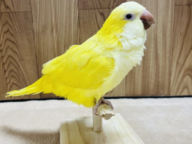 オキナインコ