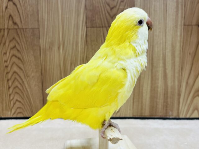 オキナインコ