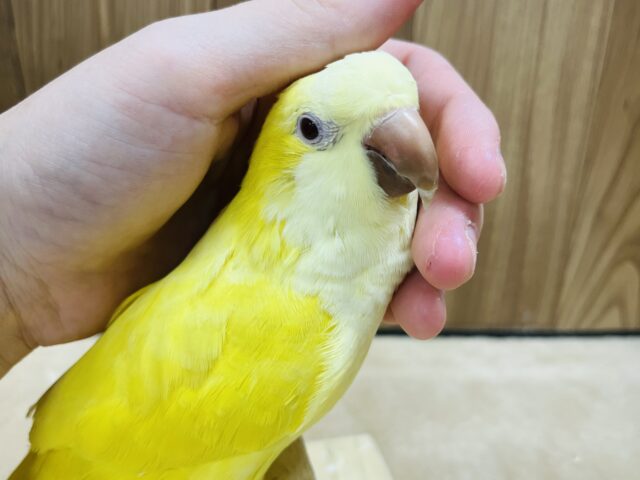 オキナインコ