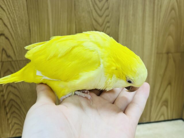 オキナインコ