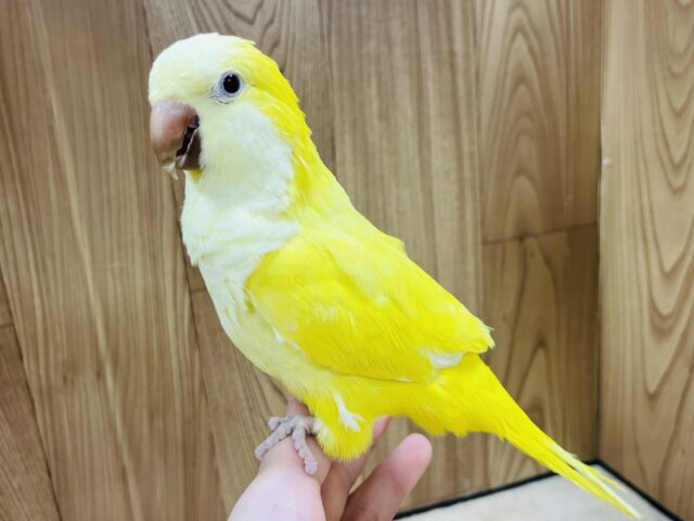 オキナインコ