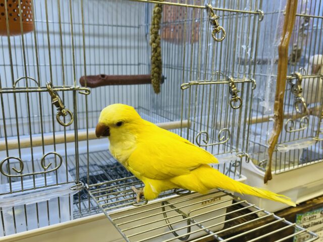 オキナインコ