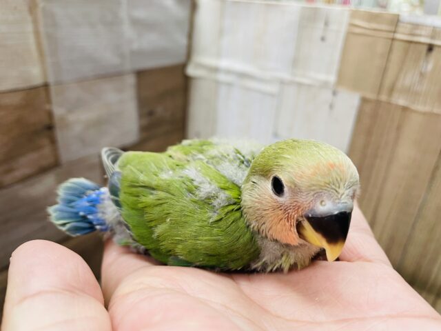 コザクラインコ（小桜インコ）