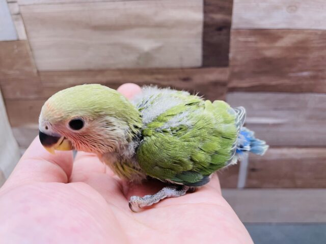 コザクラインコ（小桜インコ）