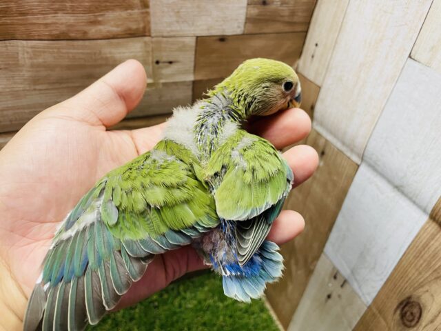 コザクラインコ（小桜インコ）