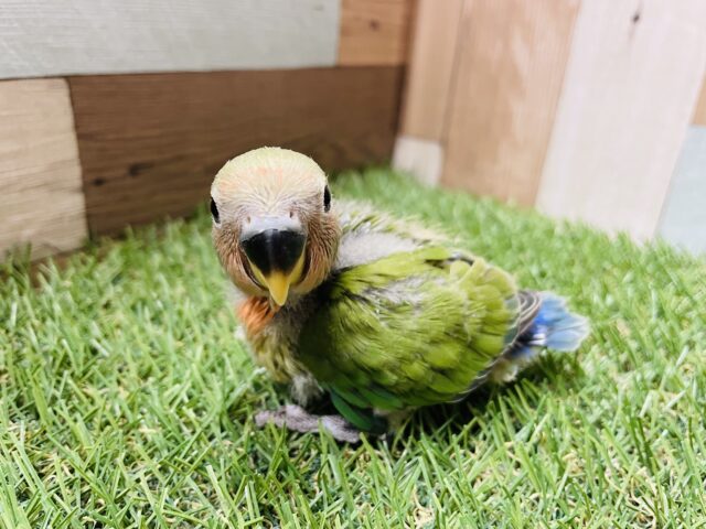 コザクラインコ（小桜インコ）