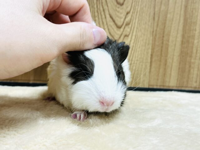 イングリッシュモルモット