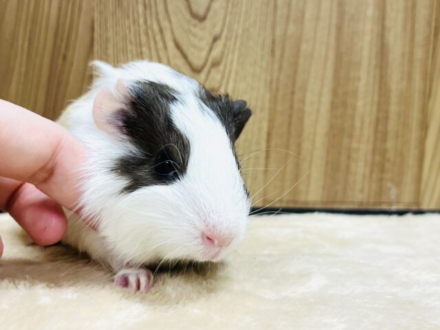 イングリッシュモルモット